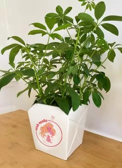 Valfré New Take Out Ceramic Planter